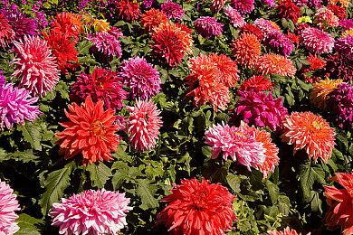 官方招聘信息暗示《星球大战绝地》第三部开发进行中